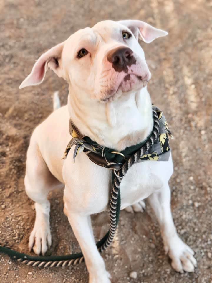 Adopt a friend: Geralt